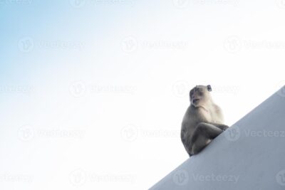 monkeysat 67c8e6c1bf940 4314